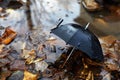 Black umbrella in a poddle with autumn fall leaves. Autumn concept Royalty Free Stock Photo