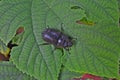 Black unicorn beetle on green leaves