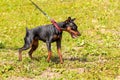 Black unrestrained dog breed Doberman on a leash in the park during a walk