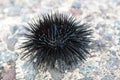 Black urchin