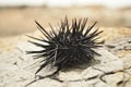 Black urchin Royalty Free Stock Photo