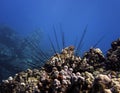 Black Urchin Spines Stick Out From Coral Reef with Blue Background