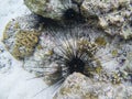 Black urchins with long needles. Sea threat. Coral reef underwater photo. Tropical sea shore snorkeling or diving.