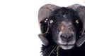 black ushant dwarf sheep in isolated portrait outdoors in winter Royalty Free Stock Photo