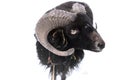 black ushant dwarf sheep outdoors isolated in winter landscape Royalty Free Stock Photo