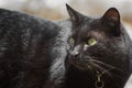 Black vagrant cat on the house roof. Stray pets Royalty Free Stock Photo