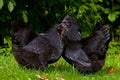 A black variant of a hen of the breed Hedemora Royalty Free Stock Photo
