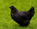 A black variant of a hen of the breed Hedemora Royalty Free Stock Photo