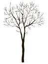 Black vector contour of deciduous simple thin branched tree without leaves object isolated on white background Royalty Free Stock Photo