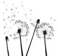 Black vector dandelions. Outline Illustration. Season plant in garden