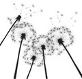 Black vector dandelions. Outline Illustration. Season plant in garden