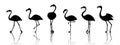 Black vector flamingo silhouettes isolated on white background