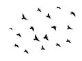 Black vector flying birds flock silhouettes isolated on white background. symbol tattoo design graphic Royalty Free Stock Photo