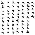 Black vector flying birds flock silhouettes isolated on white background. symbol tattoo design graphic Royalty Free Stock Photo