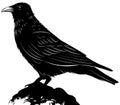 Black vector raven on white background