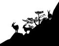 Black vector silhouette of markhor mountain goats herd on rocky cliff