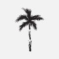 Black vector single palm tree silhouette icon isolated Royalty Free Stock Photo