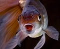 Black Veiltail goldfish