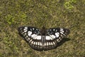 Black-vein sergeant, Athyma ranga, Namdapha Tiger Reserve, Arunachal Pradesh, India