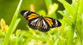 Black Vein Tiger Butterfly
