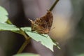 A Black-veined Leafwing butterfly, Consul excellens ssp. genini in Mexico