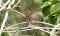 A black-veined Leafwing butterfly, Consul excellens ssp. genini in Mexico