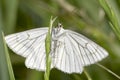 Black-veined Moth in natural habitat / Siona lineata