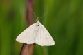 Black-veined Moth - Siona lineata