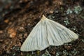 Black-veined Moth - Siona lineata