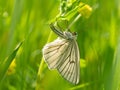 Black-veined moth Siona lineata female lays eggs on grass blade