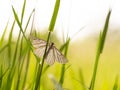 Black-veined moth Siona lineata on grass blade