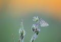 Black-veined moth, Siona lineata resting on wood cranesbill in sunrise