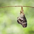 Black-veined sergeant butterfly & x28; Athyma ranga & x29; emerging and ha