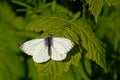 Black veined white butterfly sitting on a green leaf Royalty Free Stock Photo