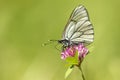 The black- veined white, Aporia crataegi, feeding on a clover flower Royalty Free Stock Photo