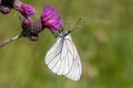 Black-veined white (Aporia crataegi) feeding on a thistle flower. Royalty Free Stock Photo