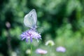 Black-veined White butterfly, Aporia crataegi Royalty Free Stock Photo