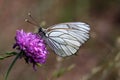 Black-veined White Royalty Free Stock Photo