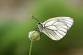 The black-veined white butterfly, Aporia crataegi Royalty Free Stock Photo