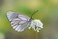 The black-veined white butterfly, Aporia crataegi Royalty Free Stock Photo