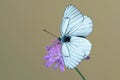 Black-veined white butterfly Aporia crataegi on flower