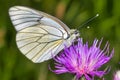 Black-veined White Butterfly, Aporia crataegi, Guadarrama National Park
