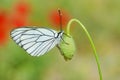The black-veined white butterfly, Aporia crataegi , butterflies of Iran Royalty Free Stock Photo