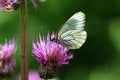 Black-veined White butterfly (Aporia crataegi) Royalty Free Stock Photo