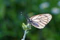 Aporia crataegi , the black-veined white butterfly on flower