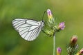 Aporia crataegi , the black-veined white butterfly on flower Royalty Free Stock Photo