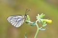 Aporia crataegi , the black-veined white butterfly on flower Royalty Free Stock Photo