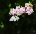 Black-veined White butterfly Aporia crataegi sitting on a flower Royalty Free Stock Photo