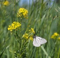 Black-veined White butterfly Aporia crataegi Royalty Free Stock Photo