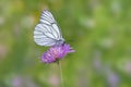 Black-veined white butterfly (Aporia crataegi). Royalty Free Stock Photo